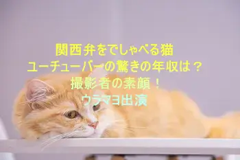 関西弁でしゃべる猫ユーチューバーの驚きの年収は？撮影者の素顔！ウラマヨ出演