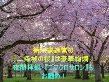 徳川家造営の『二条城の桜』は豪華絢爛！夜間拝観・『ゴマクロサロン』もお勧め！